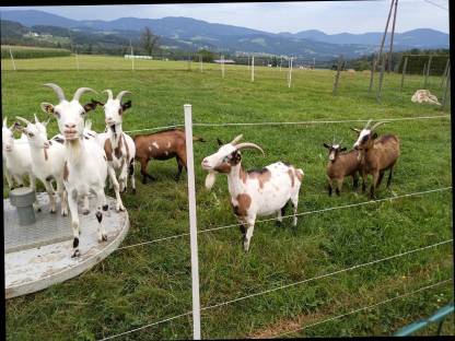 Bild 3:Steirische Scheckenziegen