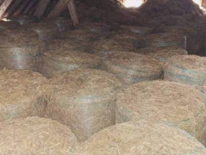 Bild 3:Heu Heuballen Rundballen Ernte 2024