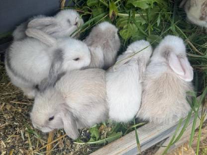 Bild 5:Zwerghase Miniloop Schlappohren Hängeohren