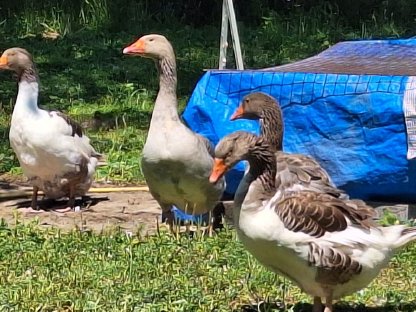 Bild 2:Verkaufe Sachsenenten und Pommerngänse