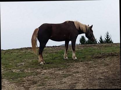 Bild 2:Dunkelfuchs Stuten