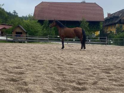 Bild 3:Wunderschöne Wb-Stute