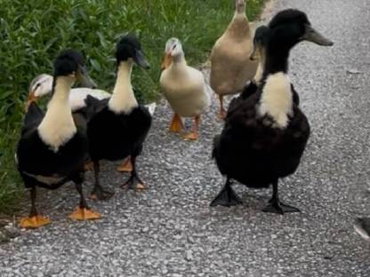 Bild 4:Pommernenten-Mixe