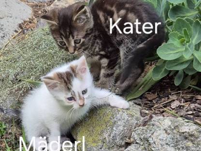 Katzenbabys