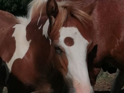 Bild 8:Irish Cob Fohlen, Tinker, Hengst