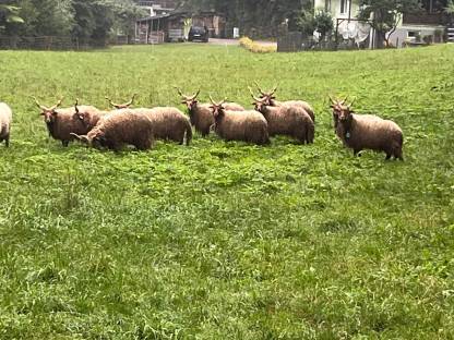 Zackelschaf Zuchtwidder