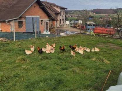 Bild 4:Sulmtaler Hühner und Bruteier