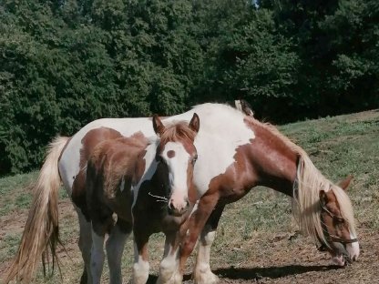 Bild 3:Irish Cob Fohlen, Tinker, Hengst