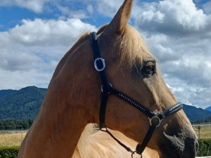 Freizeitpferd-Palomino