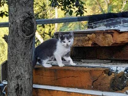Babykatzen