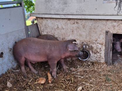 Duroc Ferkel