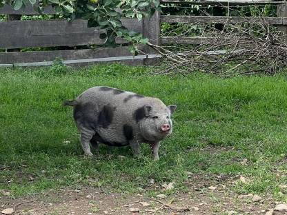 Bild 2:Weibliches Hängebauchschwein