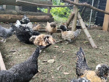 Zwergpaduaner/Showgirl/US Silkie Hähne