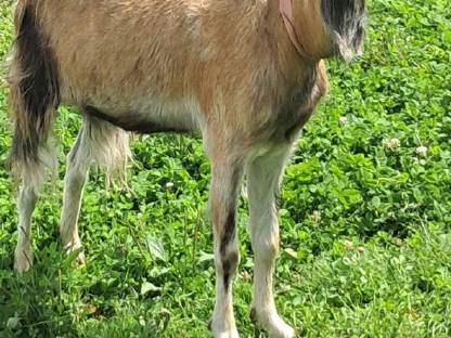 Bild 2:Zwergziegenbock