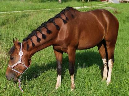 Bild 2:Paint Horse Wallach