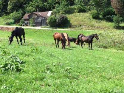 Bild 2:Sommerpferdeweide