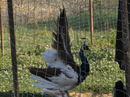 Bild 5:Pfau, Meerschweinchen, Zwergcochin, Enten, Tauben