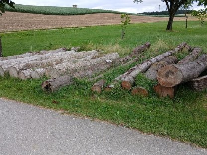 Kirsche, Esche, Lärche