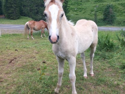 Haflinger Hengstfohlen