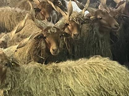 Bild 6:Zackelschaf Zuchtwidder