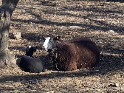 Zwartbles-Widder