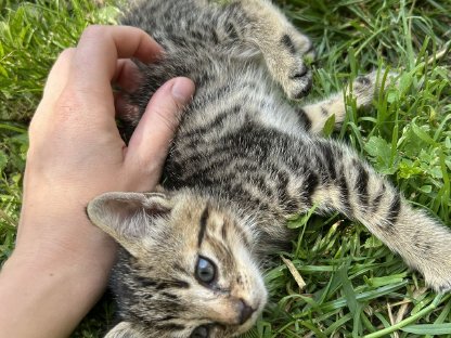 Bild 2:Bauernhof - Katzen