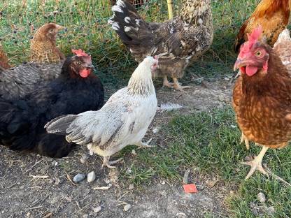 Bild 8:Steinpiperl-Paar und Orpington