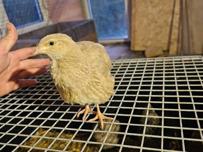 Bild 3:Wachteleier und Bruteier