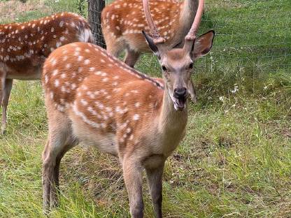 Bild 6:Sikahirsch