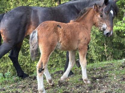 Bild 6:Noriker Hengstfohlen