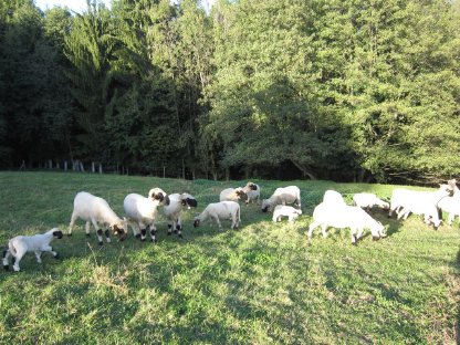 Walliser Schwarznasenschafe