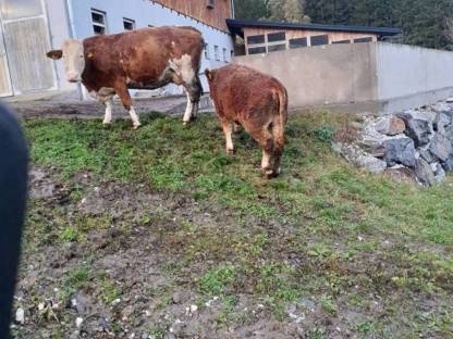 Bio Kalbinnen Limo/Fleck
