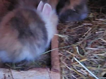 Bild 2:Halb Angora Kaninchen