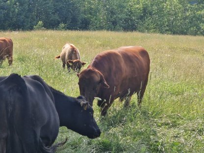 Bild 3:Bio Dexter, Stier, Zucht-Bulle, hornlos