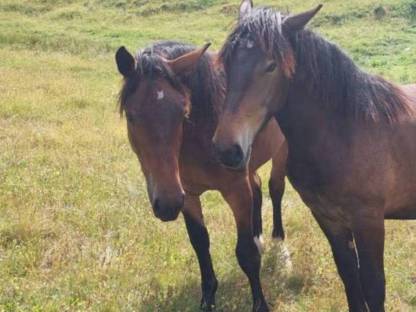 Bild 2:Noriker Zuchtstute, jährig