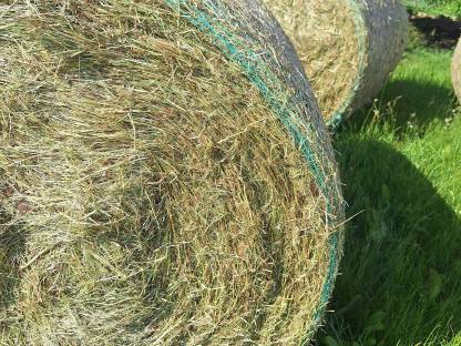 Bild 4:Heu Heuballen Rundballen Pferdeheu 1. Schnitt