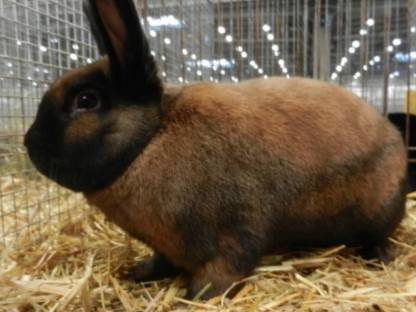 Thüringer Kaninchen zu verkaufen