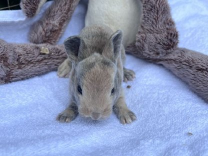 Bild 4:Kleinrexe, Kaninchen (Jungtiere)