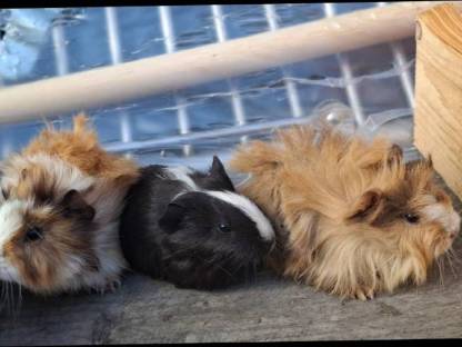 Junge männliche Meerschweinchen zu vergeben