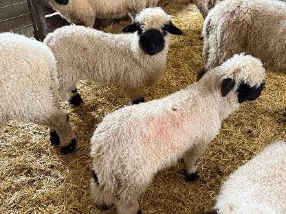 Bild 4:Walliser Schwarznasenschafe