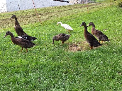 Bild 3:Laufenten zu verkaufen