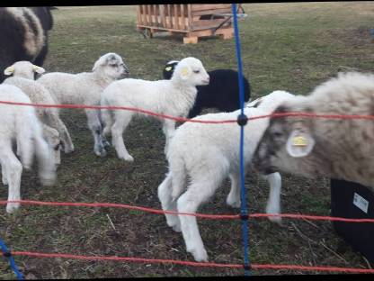 Bild 2:Bio Waldschafe