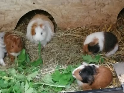 Bild 2:Meerschweinchen