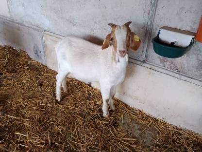 Burenziegenbock