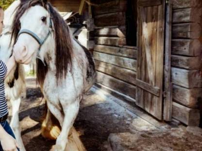 Tinker Pony in Sonderfarbe Blue Blagdon (Roan-Blue)