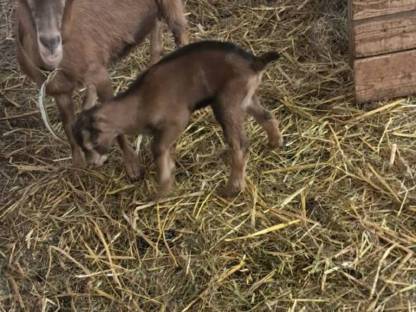Ziege mit Kitz und HB Saaneziege tragend