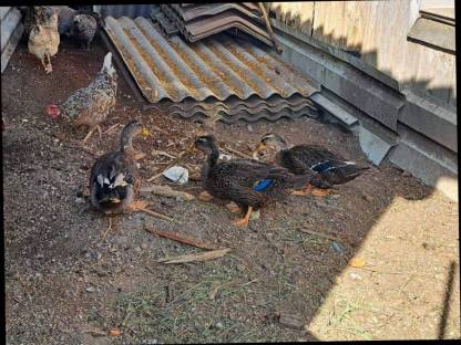 Enten