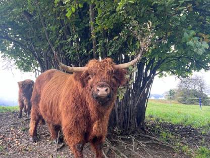 Hochlandrind Stier