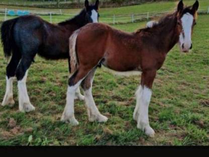 Bild 2:Shire Horse, größte Pferderasse der Welt