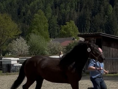 Bild 3:3-jährige Rappstute zum Verlieben